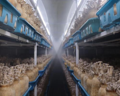 蘑菇方舱为食用菌产业注入新的活力，引领智能现代农业