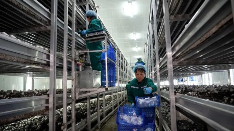 纽恩泰空气能赋能农业现代化:大棚蘑菇万平采暖项目大获成功