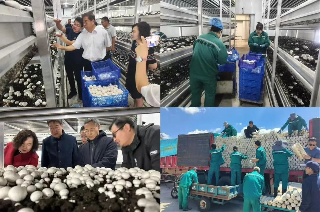 纽恩泰空气能赋能农业现代化:大棚蘑菇万平采暖项目大获成功