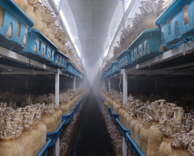 蘑菇方舱为食用菌产业注入新的活力，引领智能现代农业