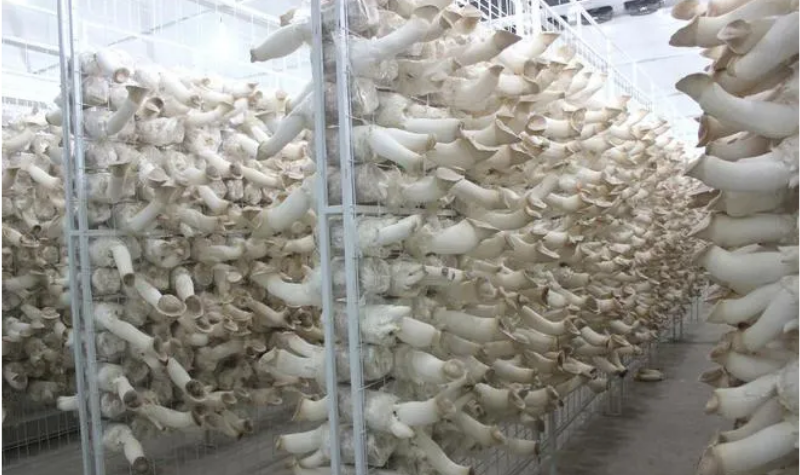 蘑菇方舱为食用菌产业注入新的活力，引领智能现代农业