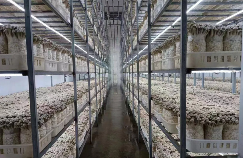 智能蘑菇方舱实现菌菇“南菇北种”，无需靠天吃饭